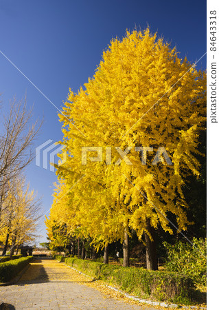 Yellow leaves and blue sky of ginkgo trees 84643318