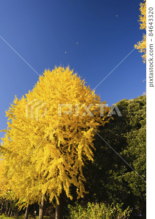Yellow leaves and blue sky of ginkgo trees 84643320
