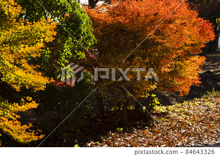 Autumn leaves of Doudendzi 84643326