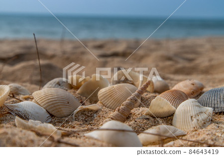 Seashell in sand on the beach. Seashell in sand on the beach. 84643419