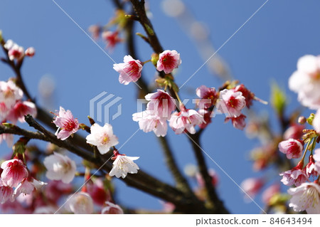 櫻花 櫻花 84643494