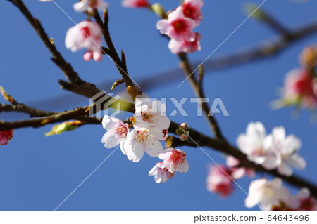 櫻花 櫻花 84643496