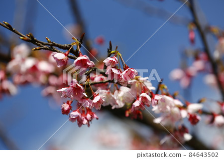 櫻花 84643502