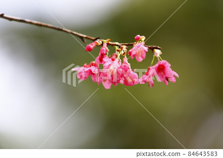山櫻花 84643583
