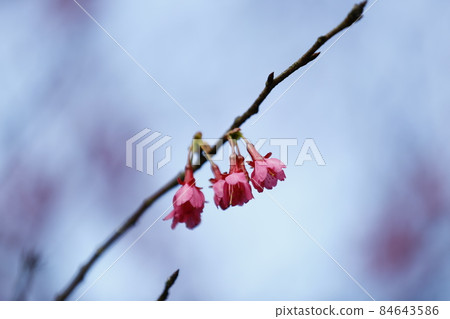 山櫻花 84643586