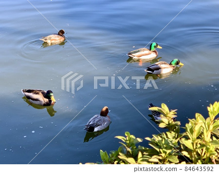 Nishisandagairi池塘的野鴨和猩紅色的鳥[南公園/愛知縣岡崎市] 84643592