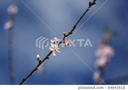 櫻花 84643618