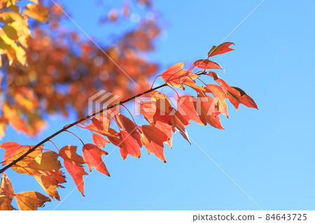 Colorful autumn leaves of Acer buergerianum 84643725