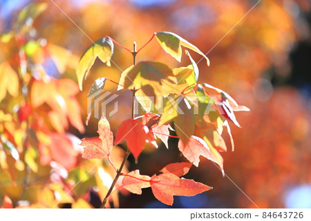 Colorful autumn leaves of Acer buergerianum 84643726