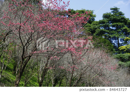 山櫻花 山櫻花 84643727