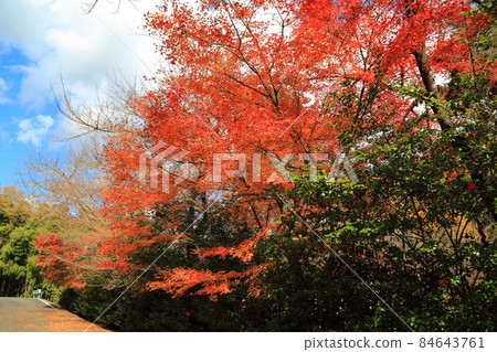 Walk around the autumn leaves at the temple ・ 81 (Kegonji Temple, Tanigumi, Ibigawa-cho, Ibi-gun, Gifu Prefecture) 84643761