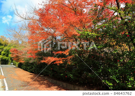 Walk around the autumn leaves at the temple ・ 82 (Kegonji Temple, Tanigumi, Ibigawa-cho, Ibi-gun, Gifu Prefecture) 84643762