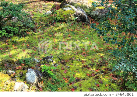 在寺廟的秋葉中漫步·121(岐阜縣伊比郡伊比川町谷組華嚴寺) 在寺廟的秋葉中漫步·121(岐阜縣伊比郡伊比川町谷組華嚴寺) 84643801