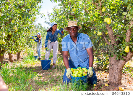 Workers harvesting pears Workers harvesting pears 84643810