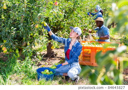 Young female orchard owner harvesting ripe pears Young female orchard owner harvesting ripe pears 84643827