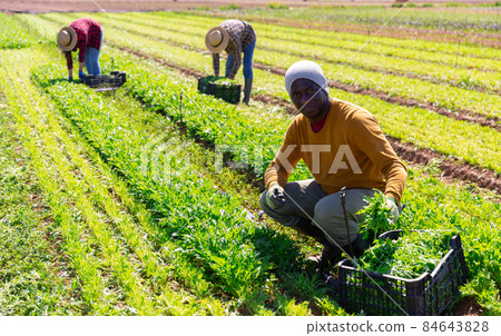 African man gardener harvesting fresh arugula African man gardener harvesting fresh arugula 84643828