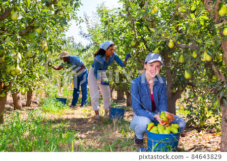 Happy female farmer with bucket of ripe pears in orchard Happy female farmer with bucket of ripe pears in orchard 84643829