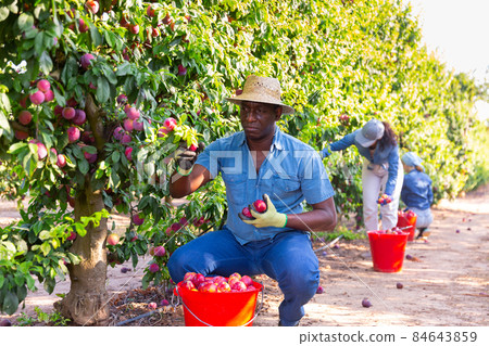 African male gardener picking plums from tree 84643859