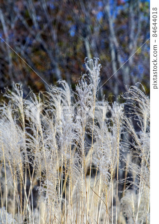 Silver grass ears shining in silver in the thickets of Musashino in late autumn Silver grass ears shining in silver in the thickets of Musashino in late autumn 84644018