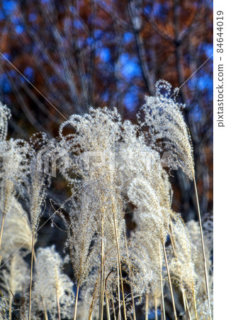 Silver grass ears shining in silver in the thickets of Musashino in late autumn Silver grass ears shining in silver in the thickets of Musashino in late autumn 84644019