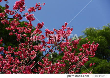 Mountain cherry blossom 84644058