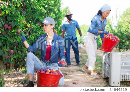 Three farmers collect ripe plums from a tree Three farmers collect ripe plums from a tree 84644219