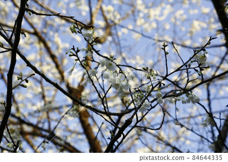 White mountain cherry White mountain cherry 84644335