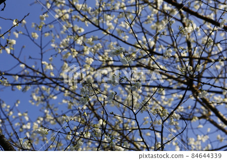 White mountain cherry White mountain cherry 84644339