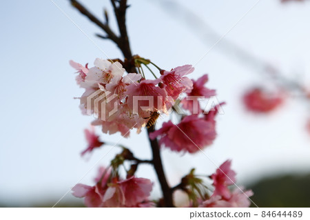 櫻花 84644489