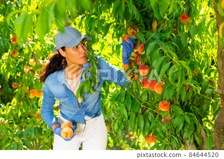 Asian farm workwoman harvesting ripe peaches in garden 84644520