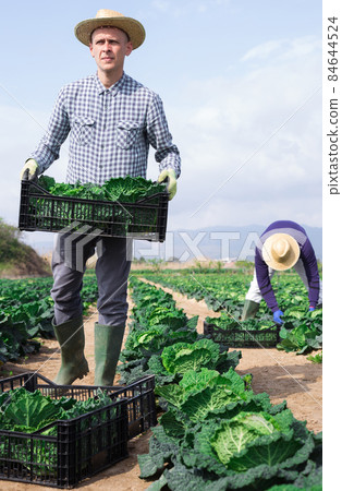 Man professional farmer holding box full of cabbage 84644524