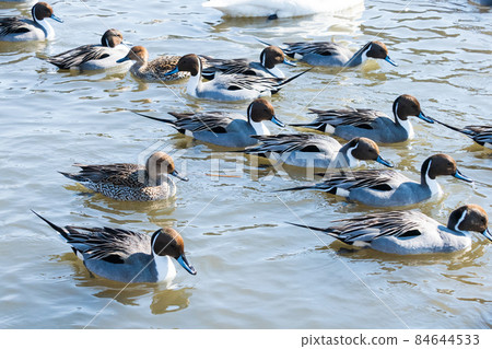 Ducks swimming in the winter river 84644533
