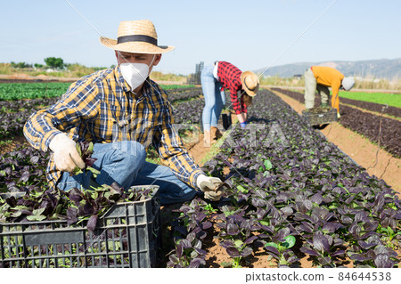Farm worker in face mask picking harvest of red romaine 84644538