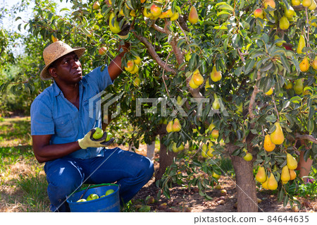 Man picking pears in garden Man picking pears in garden 84644635