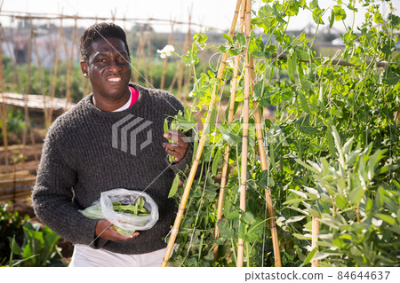 African american male gardener harvests peas African american male gardener harvests peas 84644637