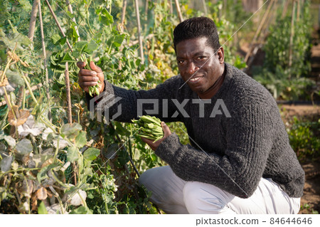 African american male gardener harvests peas 84644646