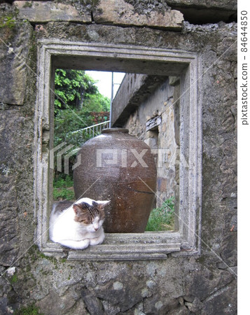 想睡覺的貓 84644850