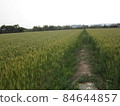 小麥田小路風景 84644857
