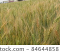 金黃小麥田 84644858