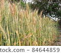 金黃小麥田 84644859