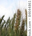 一支金黃小麥特寫 84644861