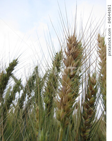 一支金黃小麥特寫 84644861