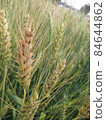 一支金黃小麥特寫 84644862