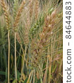 一支金黃小麥特寫 84644883
