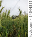 未成熟小麥田 84644885
