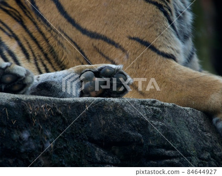 Tiger's Paws Tiger's Paws 84644927