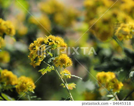 Milkweed Milkweed 84645318