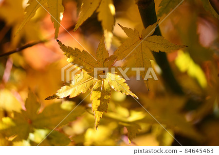 變成黃色的Momige 84645463