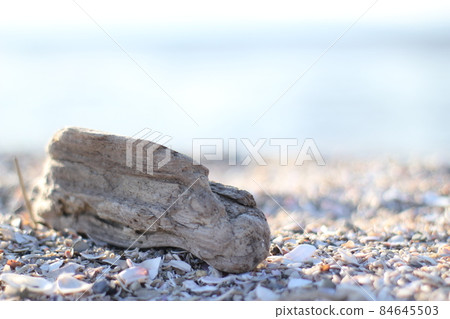 Driftwood drifted to the sandy beach Driftwood drifted to the sandy beach 84645503