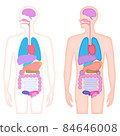 Human body organs illustration 84646008